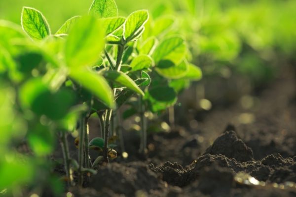 Soil Health: What is a Healthy Soil?