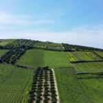 Regenerative agriculture principles and practices in action